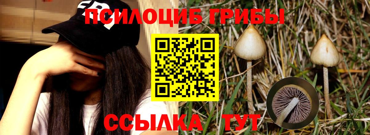Галлюциногенные грибы Cubensis Спасск-Дальний